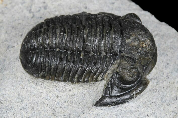 Bargain, Detailed Gerastos Trilobite Fossil - Morocco #173765